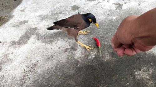 娱乐吃瓜小八哥是谁啊,网络红人的崛起之路